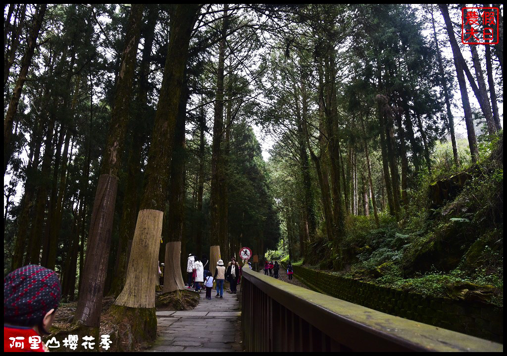 【嘉義旅遊】嘉義賞花二日遊．住里亞環島行旅輕鬆上阿里山賞櫻花/瑞里紫滕花季/黃花風鈴木/苦戀花隧道 @假日農夫愛趴趴照