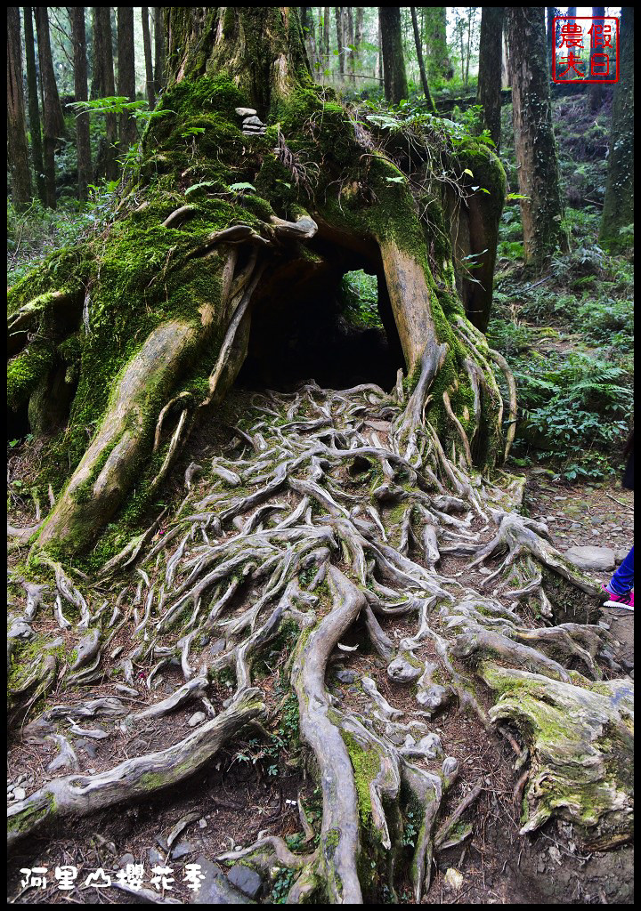 【嘉義旅遊】嘉義賞花二日遊．住里亞環島行旅輕鬆上阿里山賞櫻花/瑞里紫滕花季/黃花風鈴木/苦戀花隧道 @假日農夫愛趴趴照