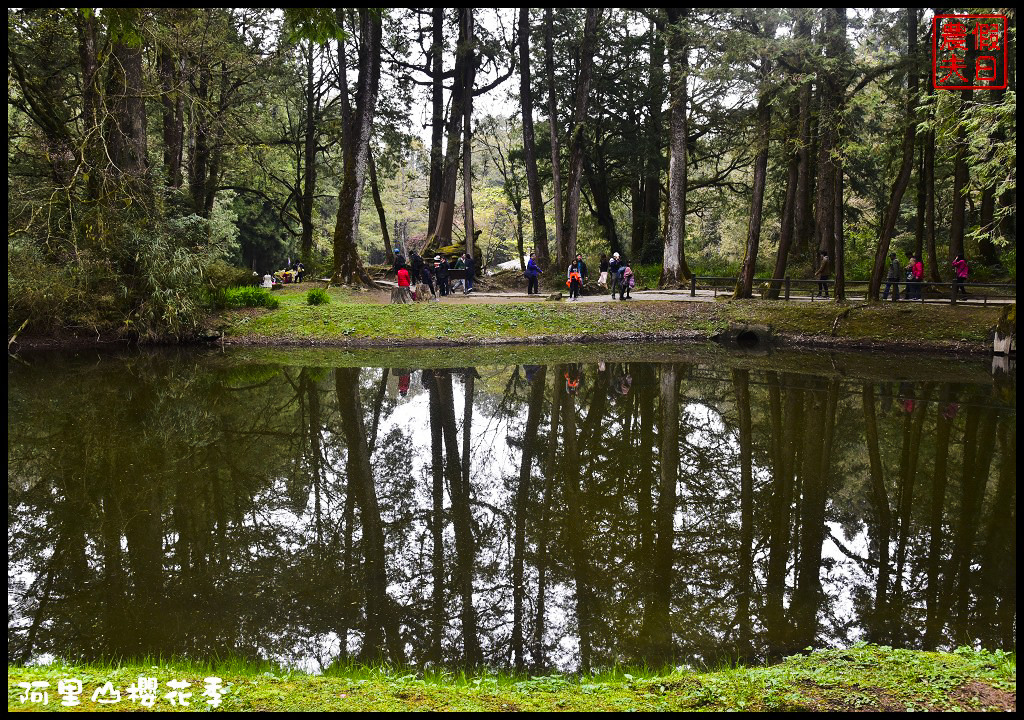 【嘉義旅遊】嘉義賞花二日遊．住里亞環島行旅輕鬆上阿里山賞櫻花/瑞里紫滕花季/黃花風鈴木/苦戀花隧道 @假日農夫愛趴趴照