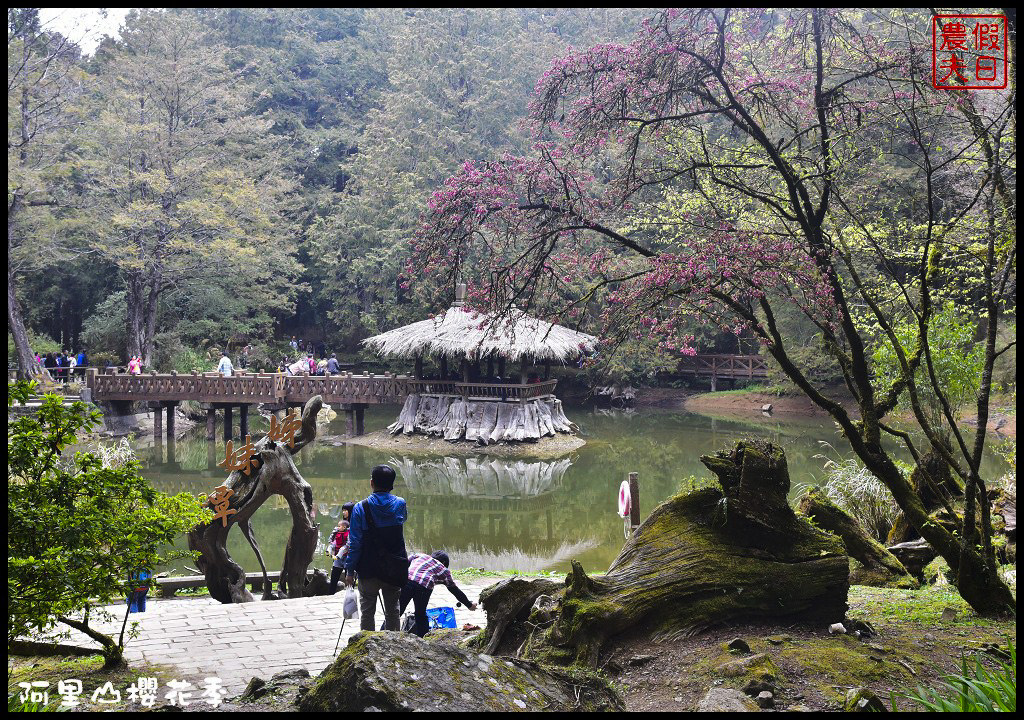 2020阿里山櫻花季登場！交通管制措施、賞櫻景點懶人包看這裡 @假日農夫愛趴趴照