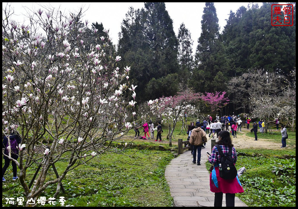 【嘉義旅遊】嘉義賞花二日遊．住里亞環島行旅輕鬆上阿里山賞櫻花/瑞里紫滕花季/黃花風鈴木/苦戀花隧道 @假日農夫愛趴趴照