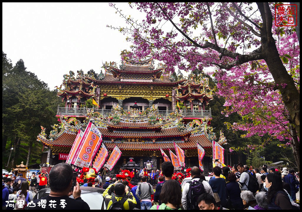 2020阿里山櫻花季登場！交通管制措施、賞櫻景點懶人包看這裡 @假日農夫愛趴趴照