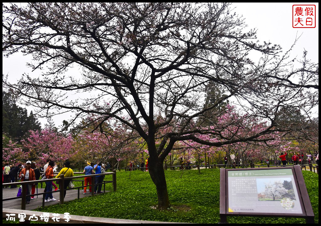 【嘉義旅遊】嘉義賞花二日遊．住里亞環島行旅輕鬆上阿里山賞櫻花/瑞里紫滕花季/黃花風鈴木/苦戀花隧道 @假日農夫愛趴趴照