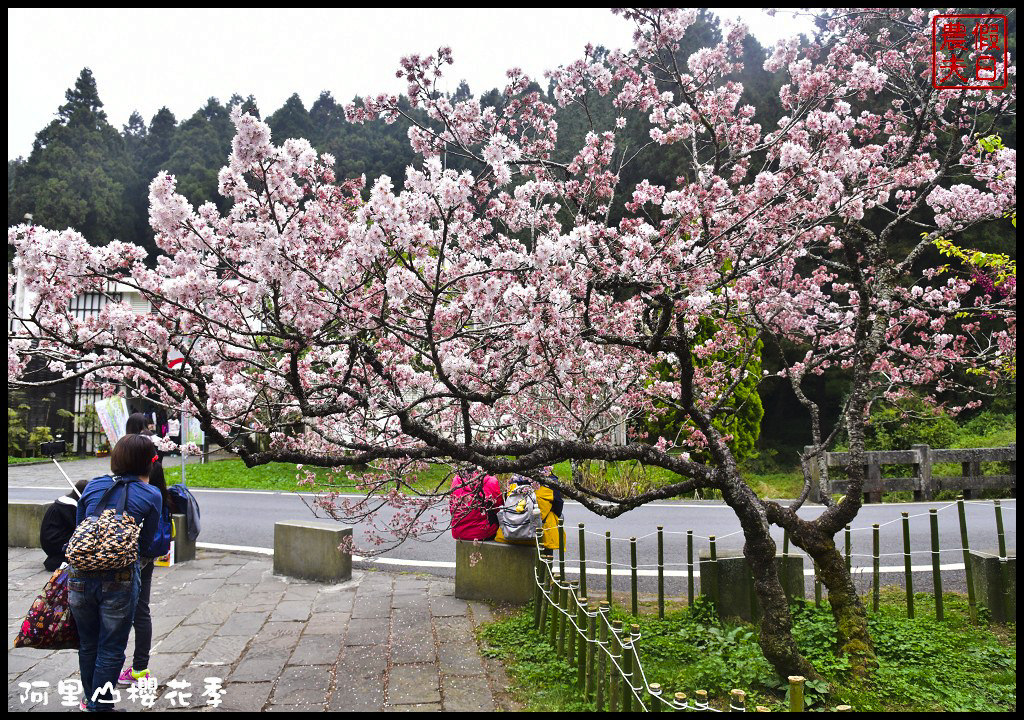 【嘉義旅遊】嘉義賞花二日遊．住里亞環島行旅輕鬆上阿里山賞櫻花/瑞里紫滕花季/黃花風鈴木/苦戀花隧道 @假日農夫愛趴趴照