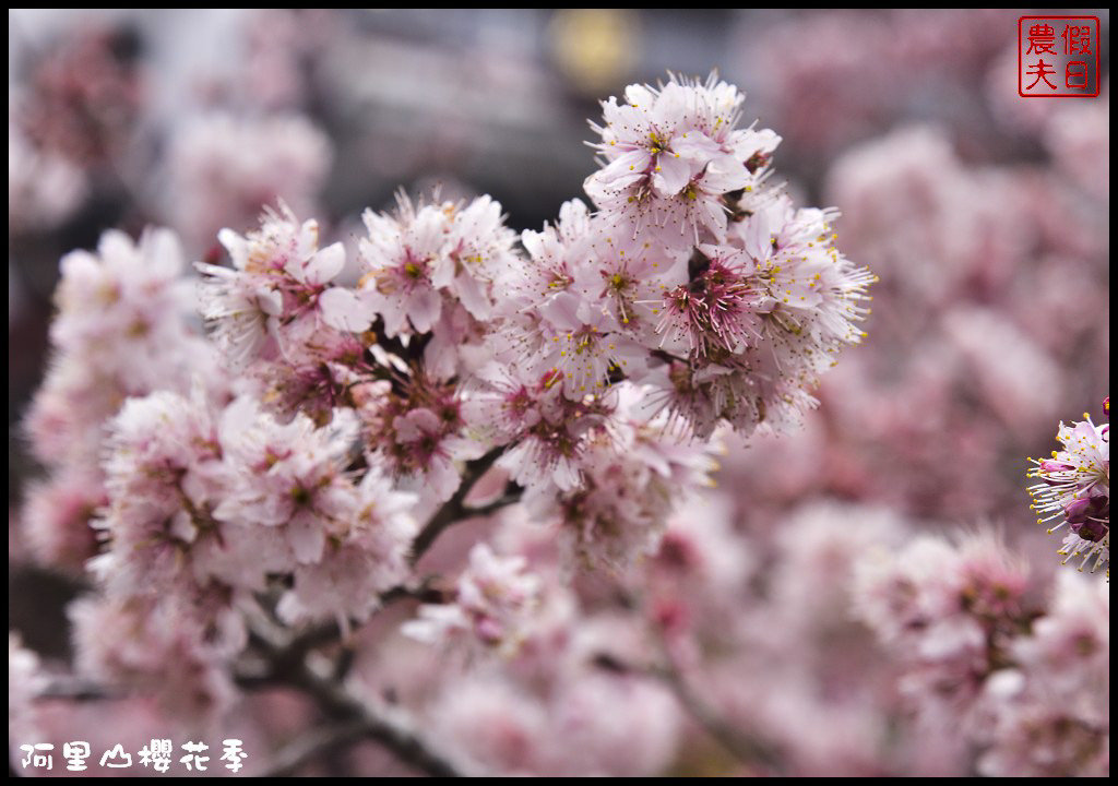 【嘉義旅遊】嘉義賞花二日遊．住里亞環島行旅輕鬆上阿里山賞櫻花/瑞里紫滕花季/黃花風鈴木/苦戀花隧道 @假日農夫愛趴趴照