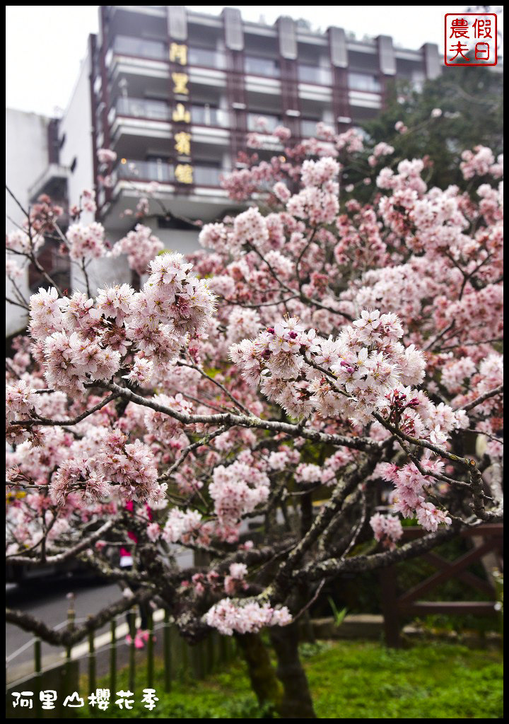 2020阿里山櫻花季登場！交通管制措施、賞櫻景點懶人包看這裡 @假日農夫愛趴趴照