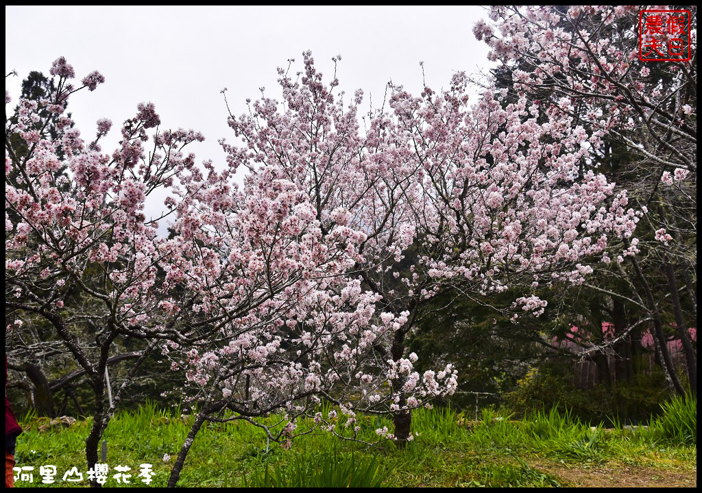 【嘉義旅遊】嘉義賞花二日遊．住里亞環島行旅輕鬆上阿里山賞櫻花/瑞里紫滕花季/黃花風鈴木/苦戀花隧道 @假日農夫愛趴趴照