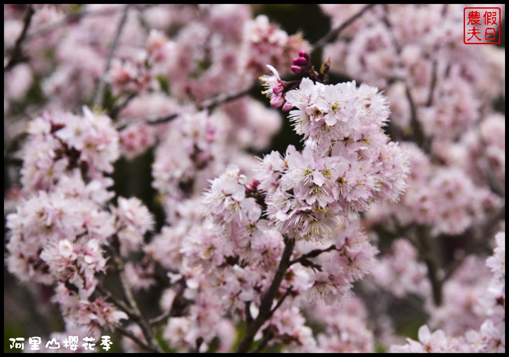 【嘉義旅遊】嘉義賞花二日遊．住里亞環島行旅輕鬆上阿里山賞櫻花/瑞里紫滕花季/黃花風鈴木/苦戀花隧道 @假日農夫愛趴趴照