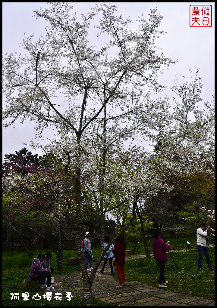 【嘉義旅遊】嘉義賞花二日遊．住里亞環島行旅輕鬆上阿里山賞櫻花/瑞里紫滕花季/黃花風鈴木/苦戀花隧道 @假日農夫愛趴趴照