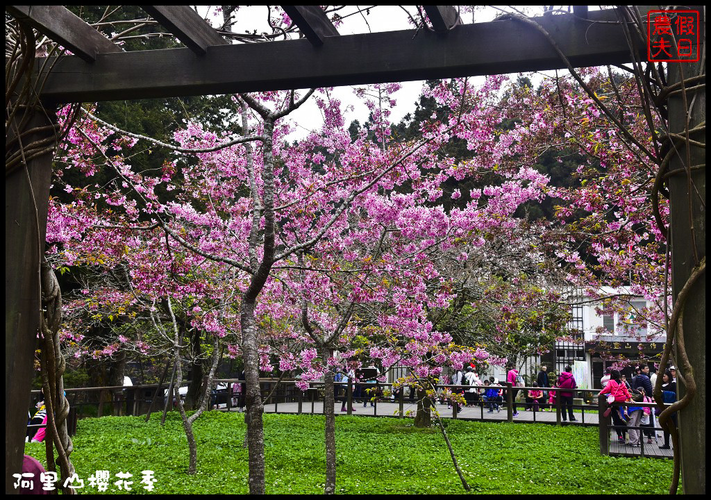 【嘉義旅遊】嘉義賞花二日遊．住里亞環島行旅輕鬆上阿里山賞櫻花/瑞里紫滕花季/黃花風鈴木/苦戀花隧道 @假日農夫愛趴趴照