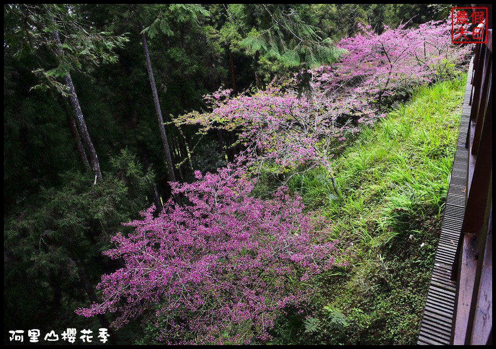 【嘉義旅遊】嘉義賞花二日遊．住里亞環島行旅輕鬆上阿里山賞櫻花/瑞里紫滕花季/黃花風鈴木/苦戀花隧道 @假日農夫愛趴趴照