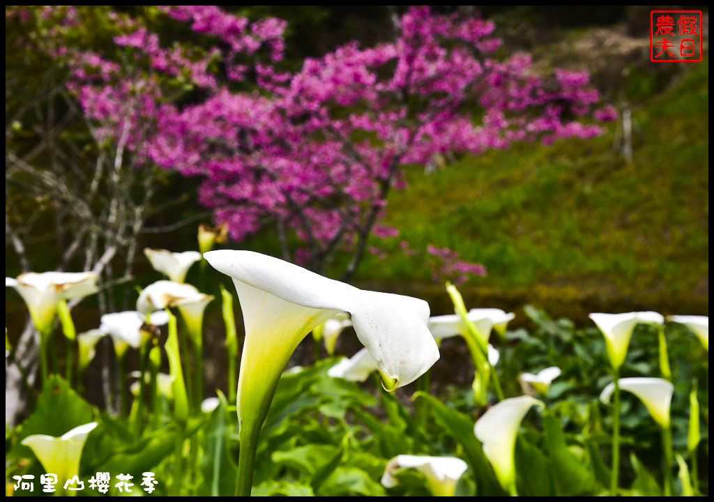 【嘉義旅遊】嘉義賞花二日遊．住里亞環島行旅輕鬆上阿里山賞櫻花/瑞里紫滕花季/黃花風鈴木/苦戀花隧道 @假日農夫愛趴趴照