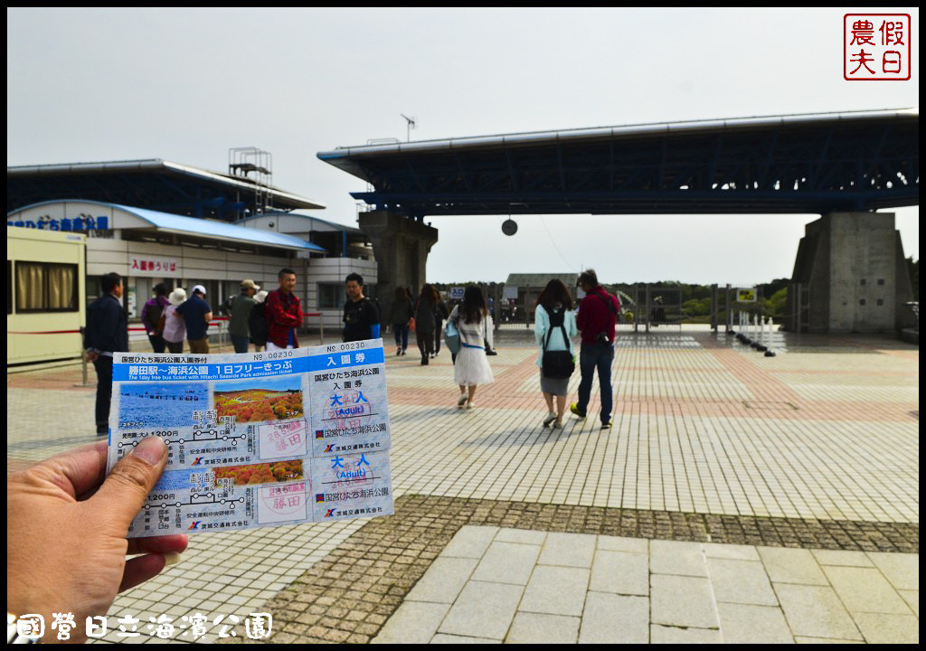 【日本旅遊】茨城縣日立海濱公園(常陸海濱公園)粉蝶花．此生必見日本美景/琉璃唐草/門票票價交通全攻略/一日遊/東京近郊 @假日農夫愛趴趴照