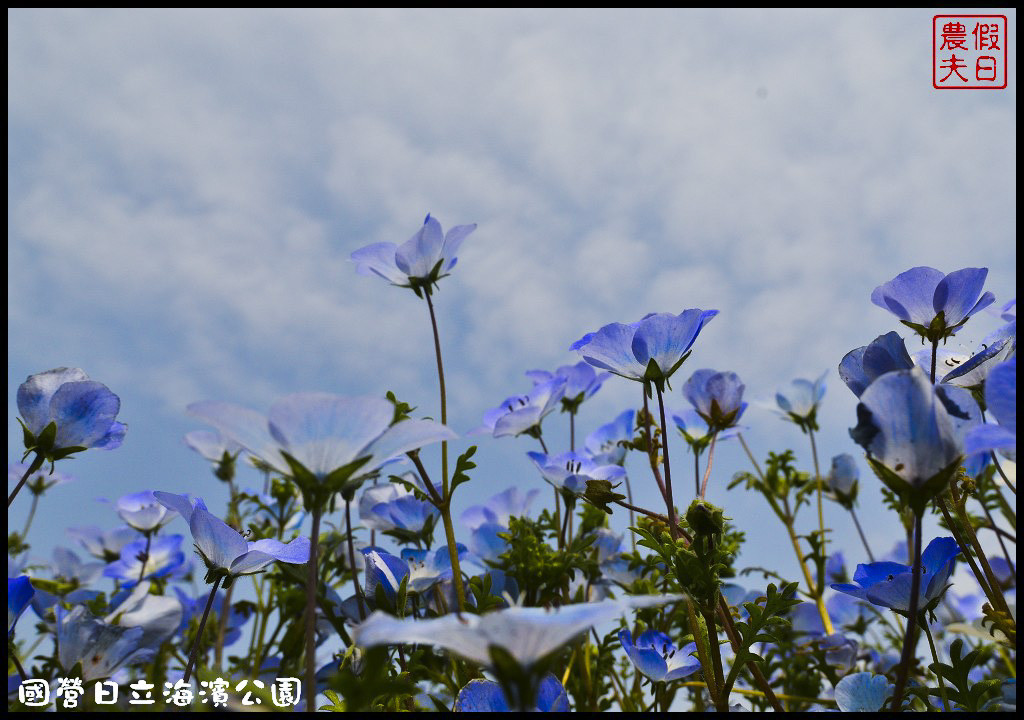 【日本旅遊】茨城縣日立海濱公園(常陸海濱公園)粉蝶花．此生必見日本美景/琉璃唐草/門票票價交通全攻略/一日遊/東京近郊 @假日農夫愛趴趴照