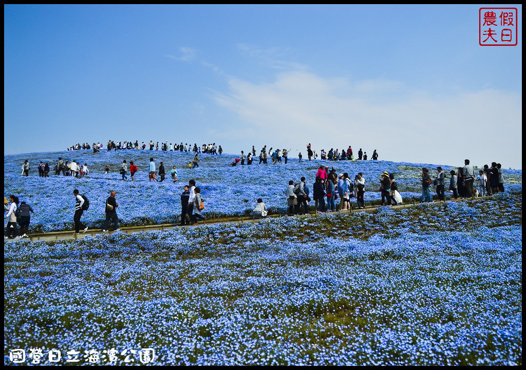 【日本旅遊】茨城縣日立海濱公園(常陸海濱公園)粉蝶花．此生必見日本美景/琉璃唐草/門票票價交通全攻略/一日遊/東京近郊 @假日農夫愛趴趴照