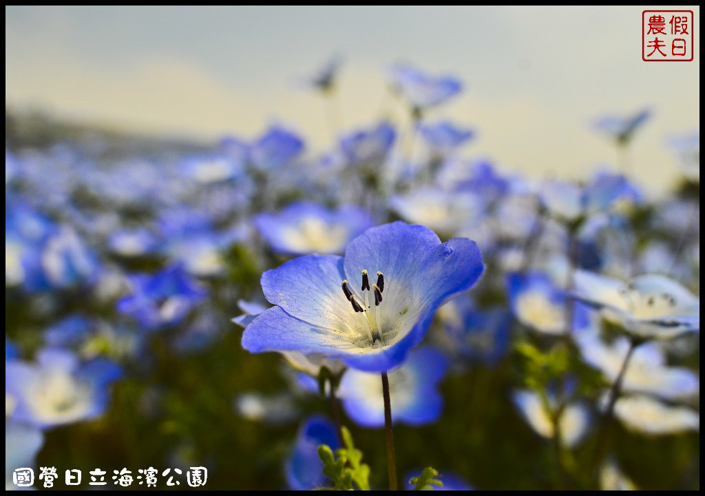 【日本旅遊】茨城縣日立海濱公園(常陸海濱公園)粉蝶花．此生必見日本美景/琉璃唐草/門票票價交通全攻略/一日遊/東京近郊 @假日農夫愛趴趴照