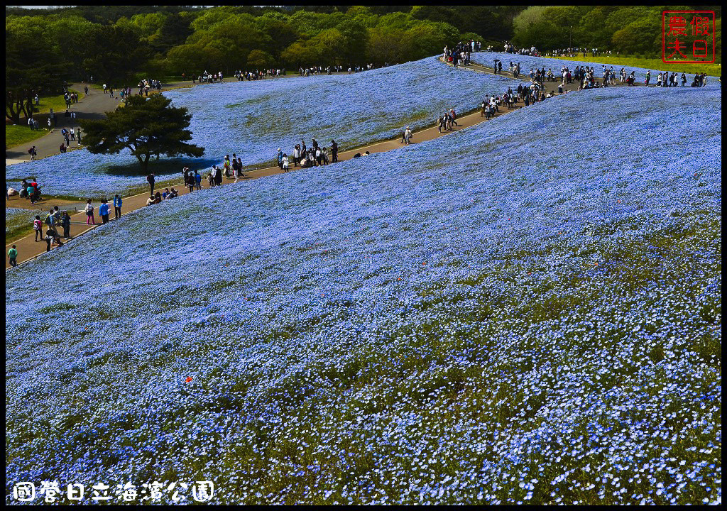 【日本旅遊】茨城縣日立海濱公園(常陸海濱公園)粉蝶花．此生必見日本美景/琉璃唐草/門票票價交通全攻略/一日遊/東京近郊 @假日農夫愛趴趴照