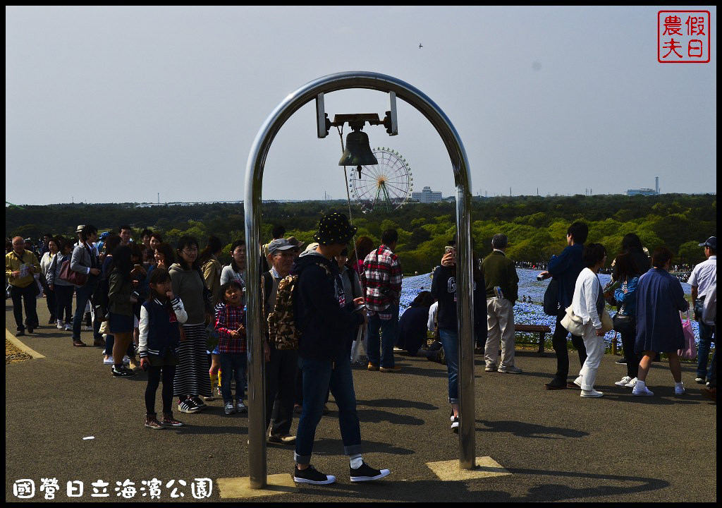 【日本旅遊】茨城縣日立海濱公園(常陸海濱公園)粉蝶花．此生必見日本美景/琉璃唐草/門票票價交通全攻略/一日遊/東京近郊 @假日農夫愛趴趴照