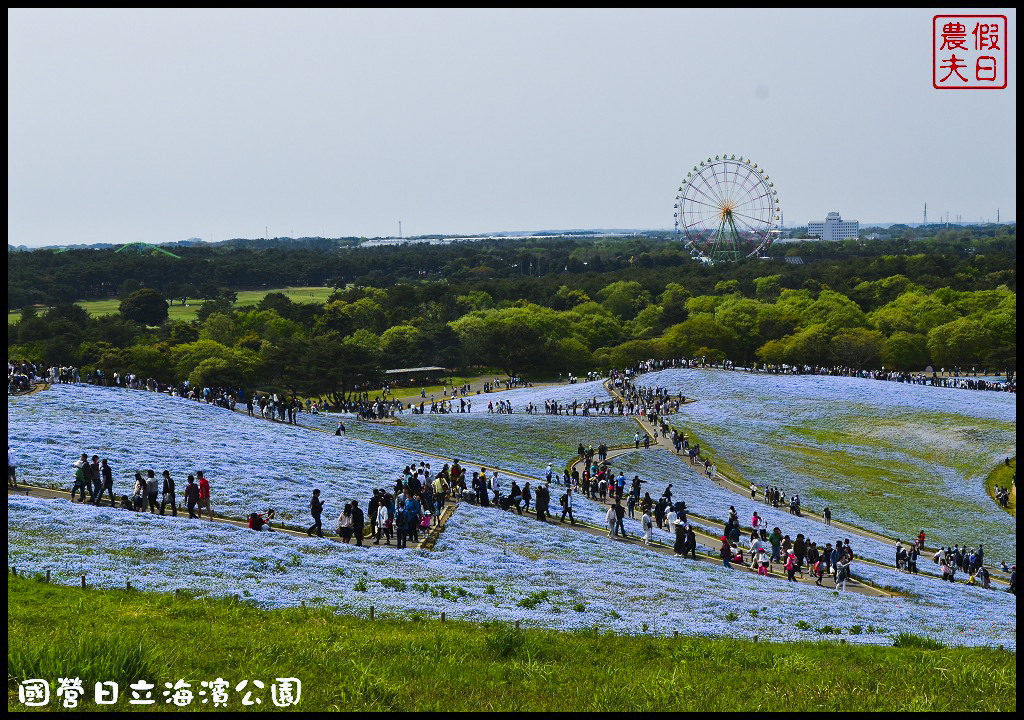 【日本旅遊】茨城縣日立海濱公園(常陸海濱公園)粉蝶花．此生必見日本美景/琉璃唐草/門票票價交通全攻略/一日遊/東京近郊 @假日農夫愛趴趴照