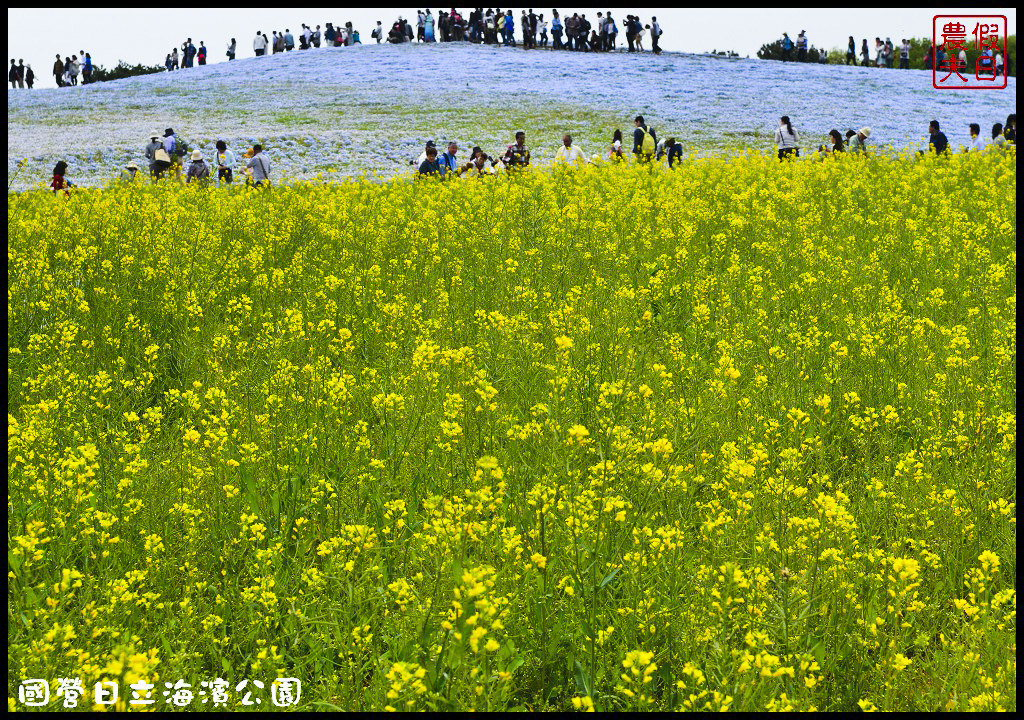 【日本旅遊】茨城縣日立海濱公園(常陸海濱公園)粉蝶花．此生必見日本美景/琉璃唐草/門票票價交通全攻略/一日遊/東京近郊 @假日農夫愛趴趴照