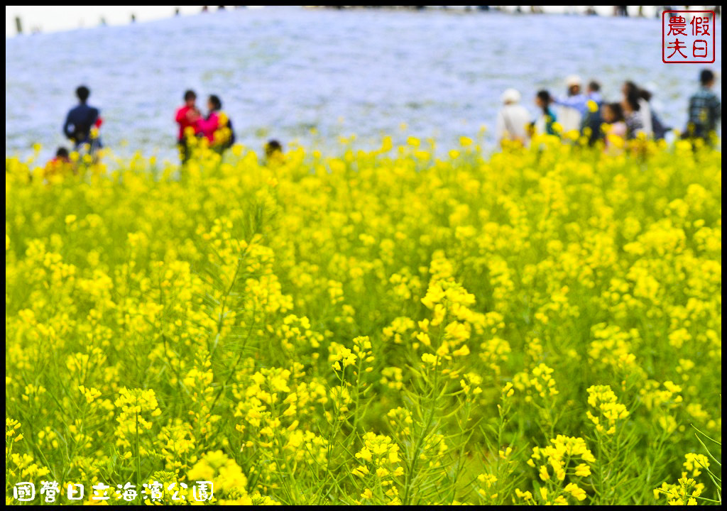 【日本旅遊】茨城縣日立海濱公園(常陸海濱公園)粉蝶花．此生必見日本美景/琉璃唐草/門票票價交通全攻略/一日遊/東京近郊 @假日農夫愛趴趴照