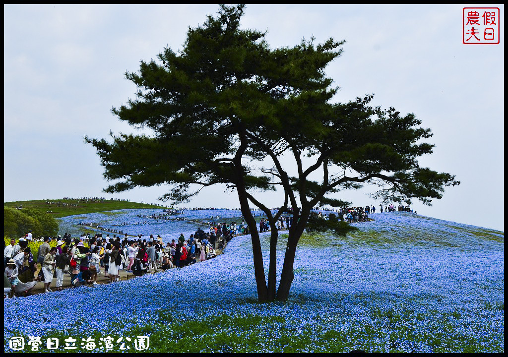 【日本旅遊】茨城縣日立海濱公園(常陸海濱公園)粉蝶花．此生必見日本美景/琉璃唐草/門票票價交通全攻略/一日遊/東京近郊 @假日農夫愛趴趴照