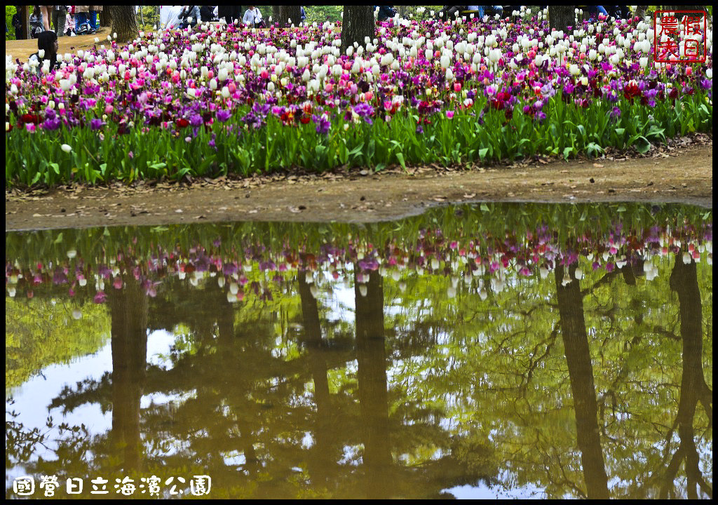 【日本旅遊】茨城縣日立海濱公園(常陸海濱公園)粉蝶花．此生必見日本美景/琉璃唐草/門票票價交通全攻略/一日遊/東京近郊 @假日農夫愛趴趴照