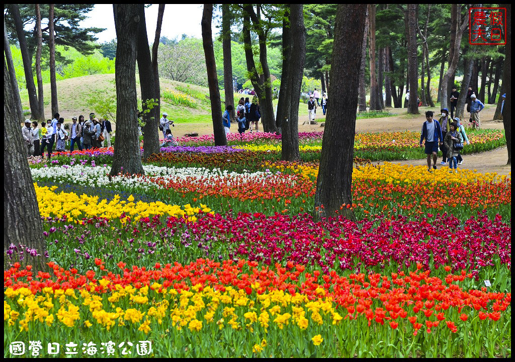 【日本旅遊】茨城縣日立海濱公園(常陸海濱公園)粉蝶花．此生必見日本美景/琉璃唐草/門票票價交通全攻略/一日遊/東京近郊 @假日農夫愛趴趴照