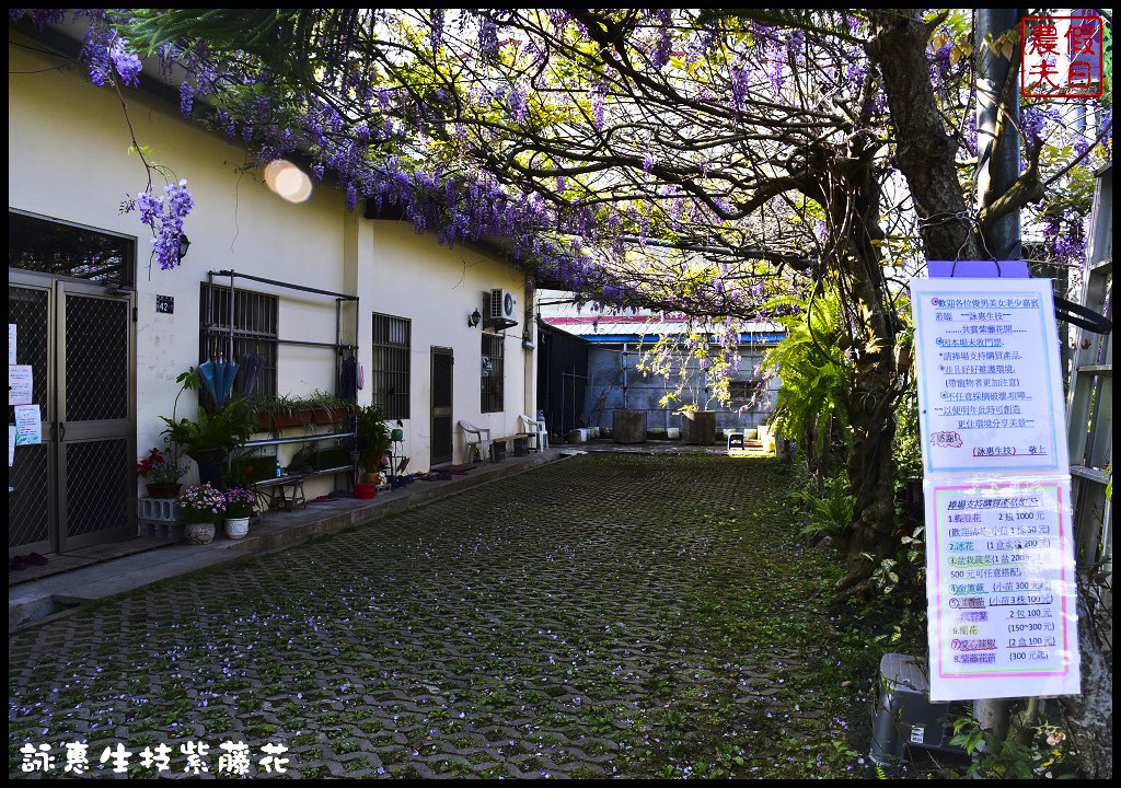 新社詠惠生技紫藤花．不用衝嘉義瑞里台中也有夢幻紫藤花/中午休息 @假日農夫愛趴趴照