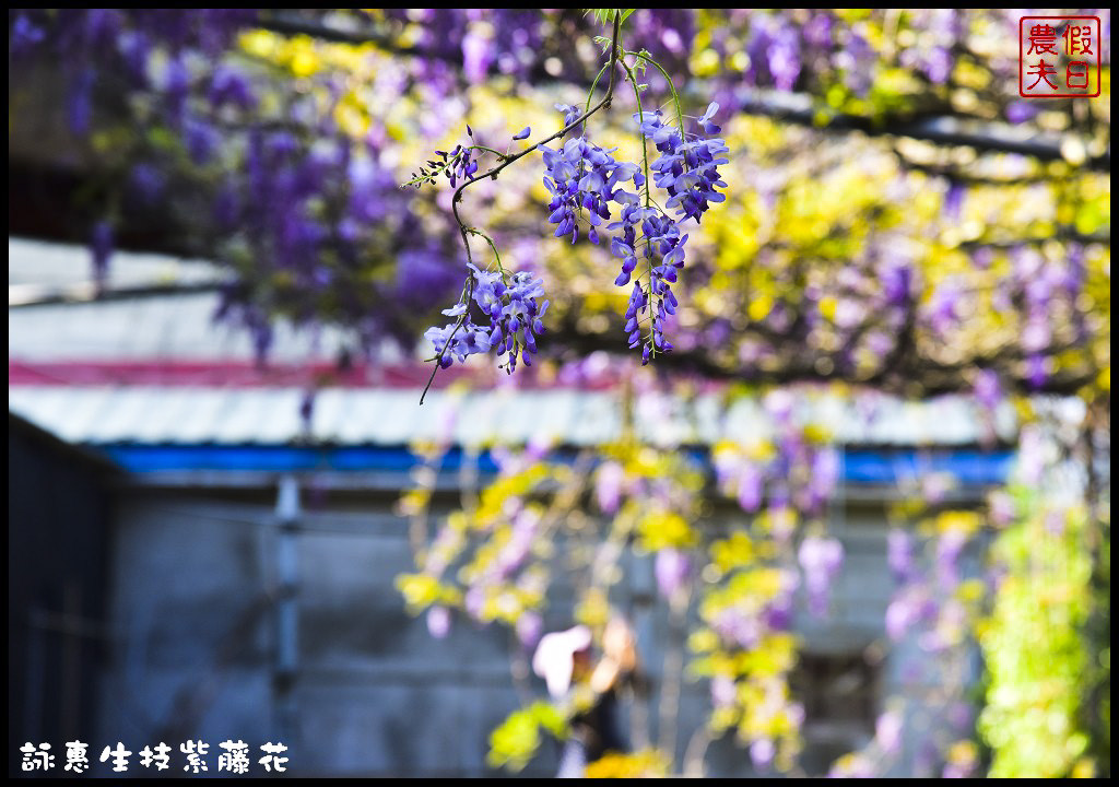 新社詠惠生技紫藤花．不用衝嘉義瑞里台中也有夢幻紫藤花/中午休息 @假日農夫愛趴趴照