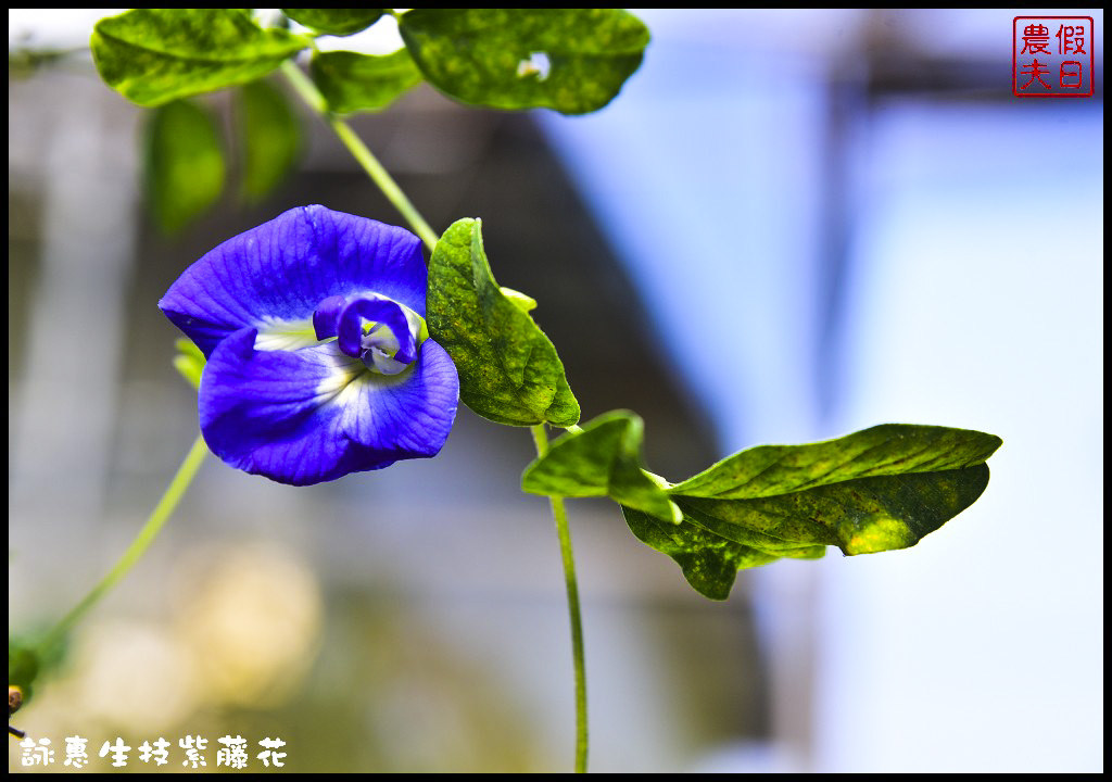 新社詠惠生技紫藤花．不用衝嘉義瑞里台中也有夢幻紫藤花/中午休息 @假日農夫愛趴趴照