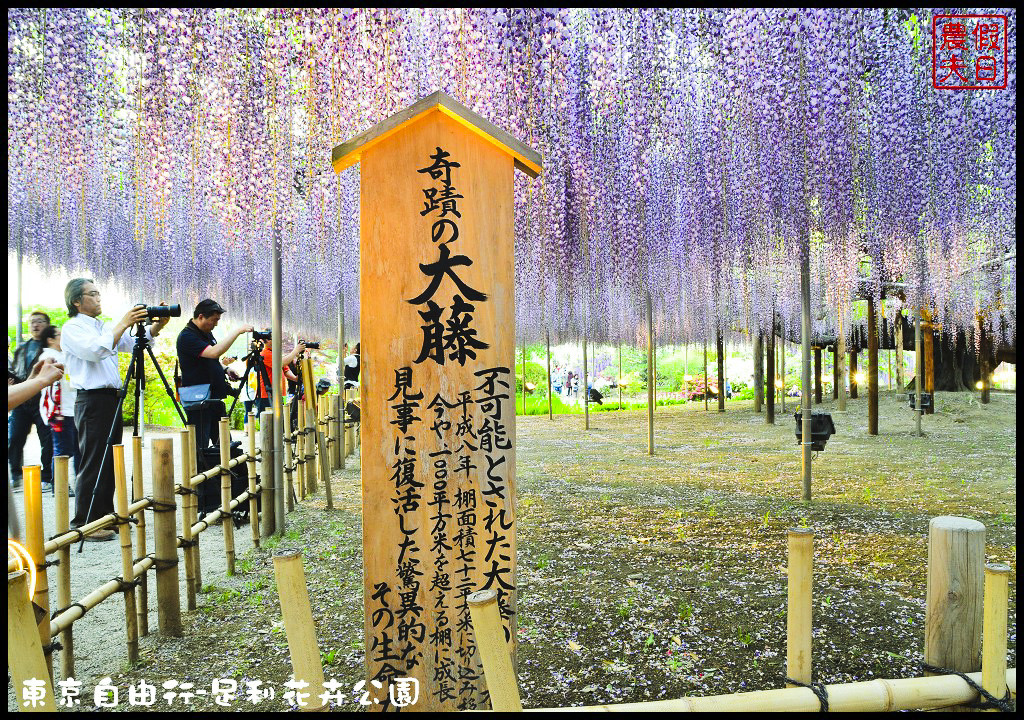 東京自由行|栃木縣足利花卉公園．盛開的紫藤日夜都漂亮/交通如何去/票價/紫藤花物語/大藤節/JR東京廣域周遊券 @假日農夫愛趴趴照