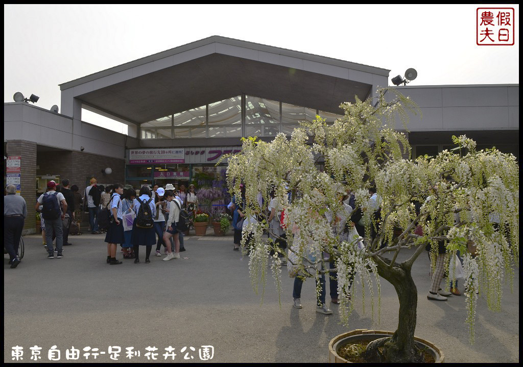 東京自由行|栃木縣足利花卉公園．盛開的紫藤日夜都漂亮/交通如何去/票價/紫藤花物語/大藤節/JR東京廣域周遊券 @假日農夫愛趴趴照