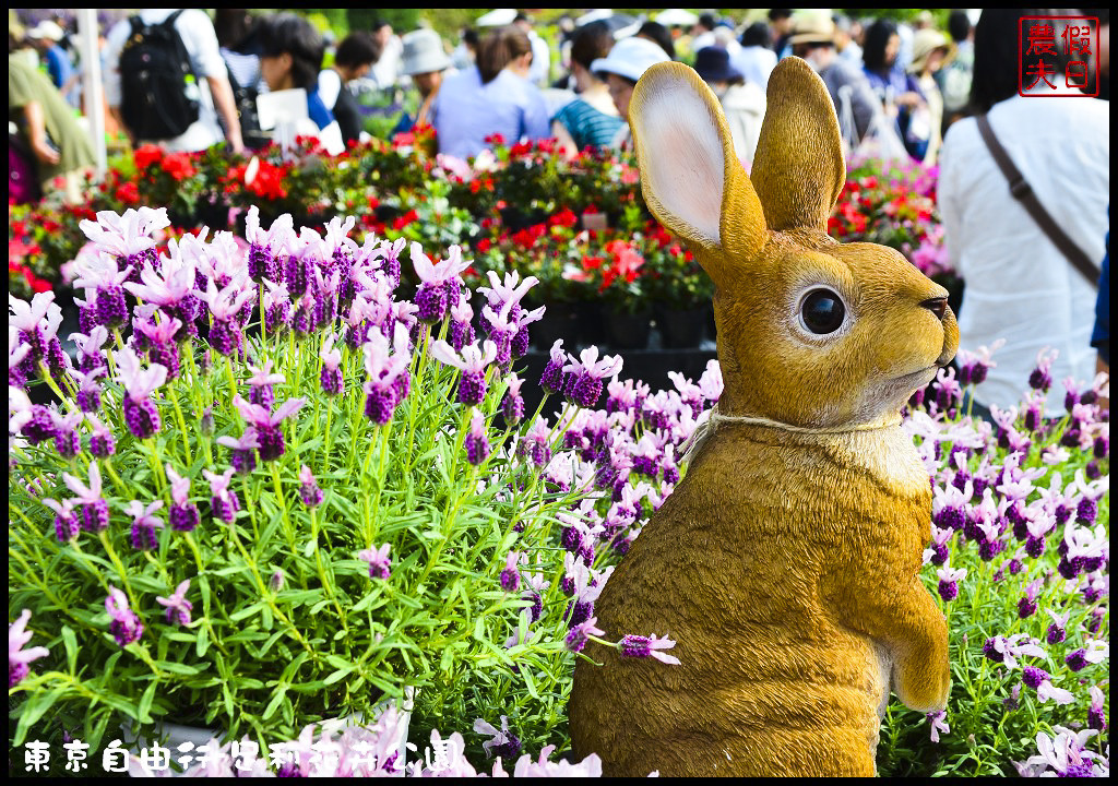 東京自由行|栃木縣足利花卉公園．盛開的紫藤日夜都漂亮/交通如何去/票價/紫藤花物語/大藤節/JR東京廣域周遊券 @假日農夫愛趴趴照