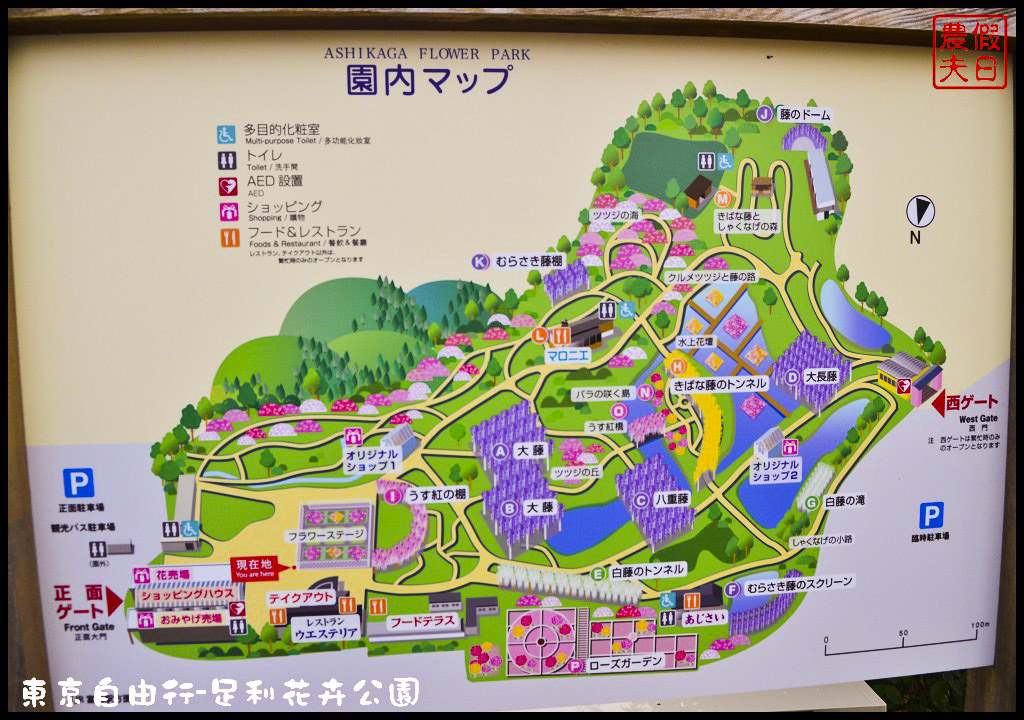 東京自由行|栃木縣足利花卉公園．盛開的紫藤日夜都漂亮/交通如何去/票價/紫藤花物語/大藤節/JR東京廣域周遊券 @假日農夫愛趴趴照