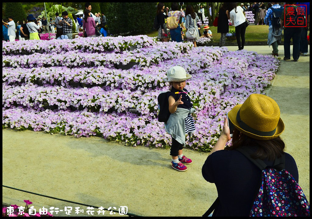 東京自由行|栃木縣足利花卉公園．盛開的紫藤日夜都漂亮/交通如何去/票價/紫藤花物語/大藤節/JR東京廣域周遊券 @假日農夫愛趴趴照