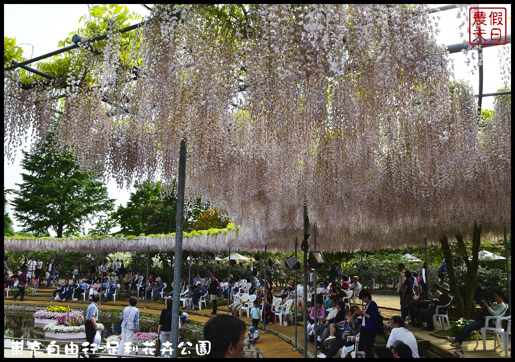 東京自由行|栃木縣足利花卉公園．盛開的紫藤日夜都漂亮/交通如何去/票價/紫藤花物語/大藤節/JR東京廣域周遊券 @假日農夫愛趴趴照