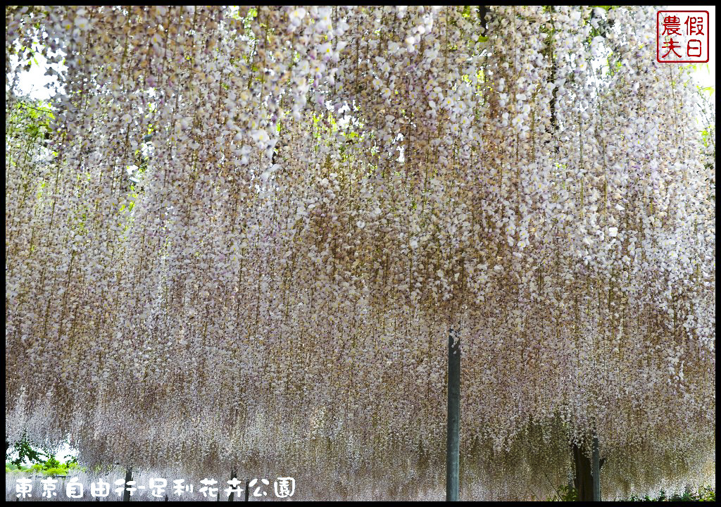 東京自由行|栃木縣足利花卉公園．盛開的紫藤日夜都漂亮/交通如何去/票價/紫藤花物語/大藤節/JR東京廣域周遊券 @假日農夫愛趴趴照