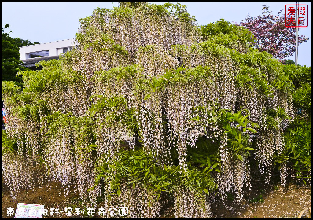 東京自由行|栃木縣足利花卉公園．盛開的紫藤日夜都漂亮/交通如何去/票價/紫藤花物語/大藤節/JR東京廣域周遊券 @假日農夫愛趴趴照