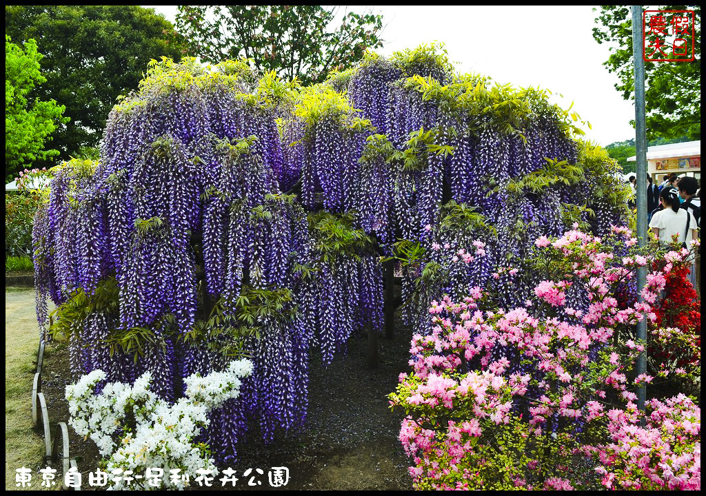 東京自由行|栃木縣足利花卉公園．盛開的紫藤日夜都漂亮/交通如何去/票價/紫藤花物語/大藤節/JR東京廣域周遊券 @假日農夫愛趴趴照