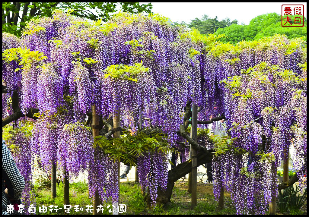 東京自由行|栃木縣足利花卉公園．盛開的紫藤日夜都漂亮/交通如何去/票價/紫藤花物語/大藤節/JR東京廣域周遊券 @假日農夫愛趴趴照