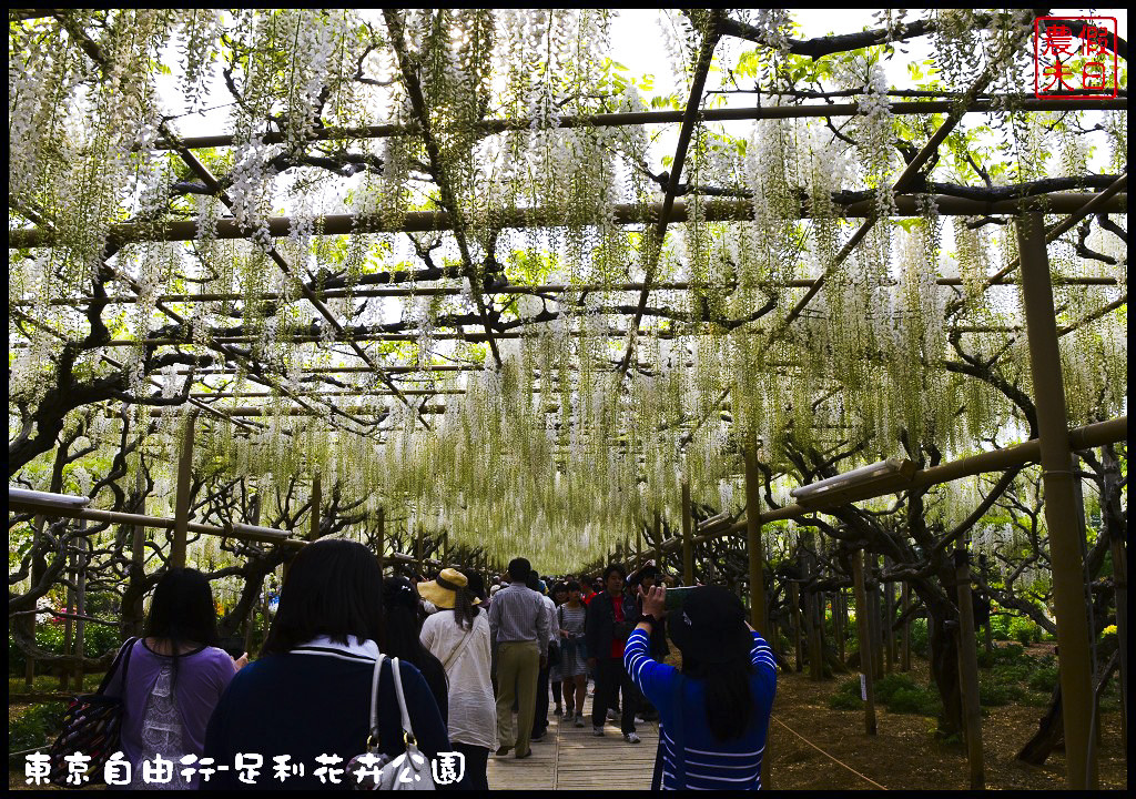 東京自由行|栃木縣足利花卉公園．盛開的紫藤日夜都漂亮/交通如何去/票價/紫藤花物語/大藤節/JR東京廣域周遊券 @假日農夫愛趴趴照