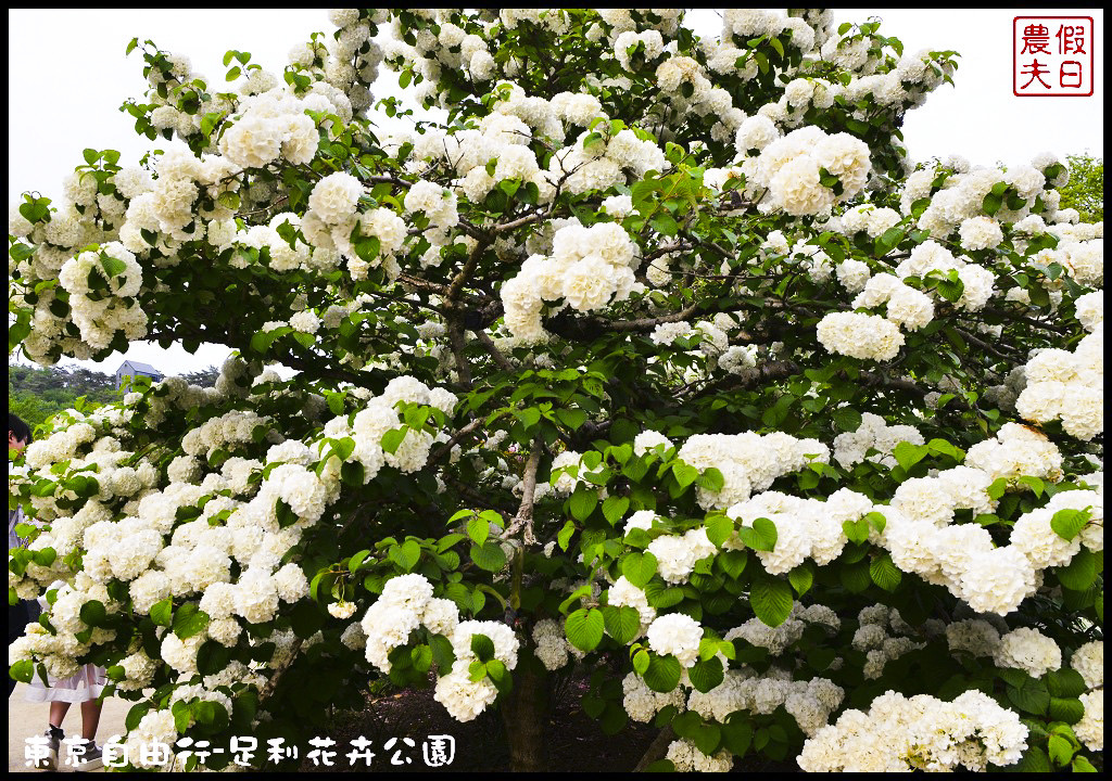 東京自由行|栃木縣足利花卉公園．盛開的紫藤日夜都漂亮/交通如何去/票價/紫藤花物語/大藤節/JR東京廣域周遊券 @假日農夫愛趴趴照