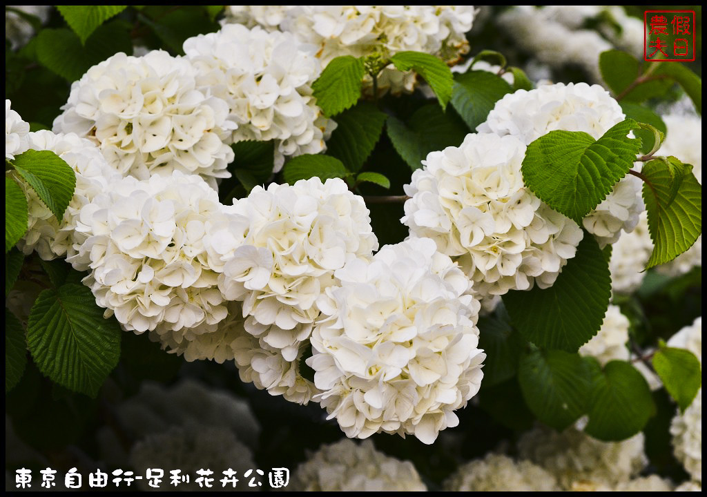 東京自由行|栃木縣足利花卉公園．盛開的紫藤日夜都漂亮/交通如何去/票價/紫藤花物語/大藤節/JR東京廣域周遊券 @假日農夫愛趴趴照