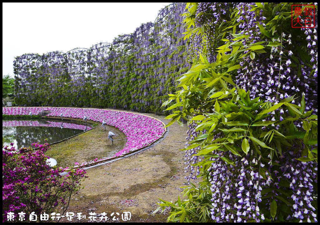 東京自由行|栃木縣足利花卉公園．盛開的紫藤日夜都漂亮/交通如何去/票價/紫藤花物語/大藤節/JR東京廣域周遊券 @假日農夫愛趴趴照