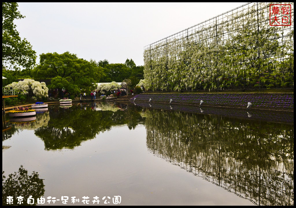 東京自由行|栃木縣足利花卉公園．盛開的紫藤日夜都漂亮/交通如何去/票價/紫藤花物語/大藤節/JR東京廣域周遊券 @假日農夫愛趴趴照