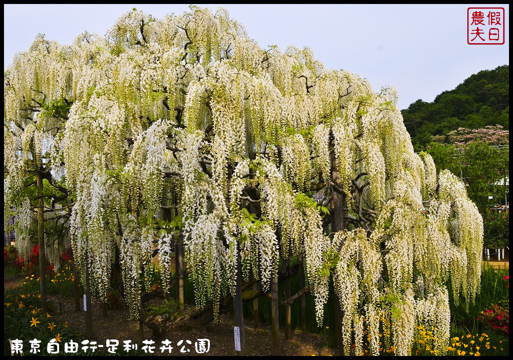 東京自由行|栃木縣足利花卉公園．盛開的紫藤日夜都漂亮/交通如何去/票價/紫藤花物語/大藤節/JR東京廣域周遊券 @假日農夫愛趴趴照