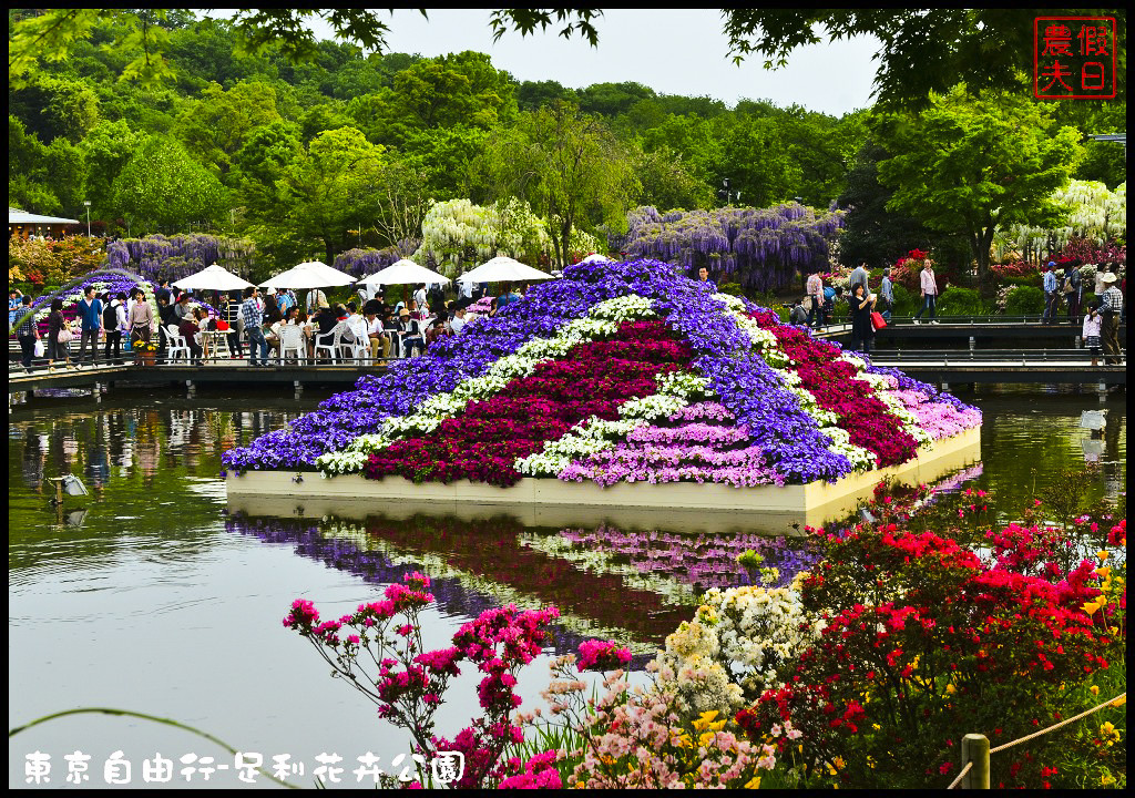 東京自由行|栃木縣足利花卉公園．盛開的紫藤日夜都漂亮/交通如何去/票價/紫藤花物語/大藤節/JR東京廣域周遊券 @假日農夫愛趴趴照