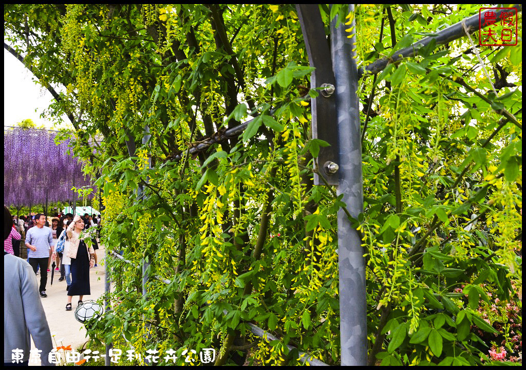 東京自由行|栃木縣足利花卉公園．盛開的紫藤日夜都漂亮/交通如何去/票價/紫藤花物語/大藤節/JR東京廣域周遊券 @假日農夫愛趴趴照