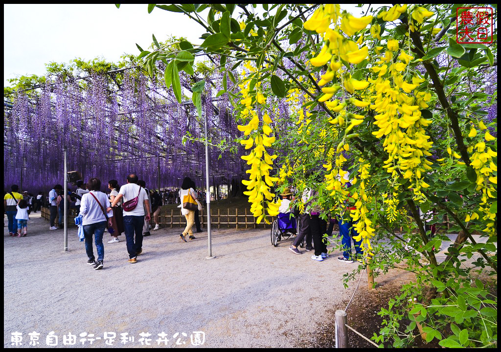 東京自由行|栃木縣足利花卉公園．盛開的紫藤日夜都漂亮/交通如何去/票價/紫藤花物語/大藤節/JR東京廣域周遊券 @假日農夫愛趴趴照